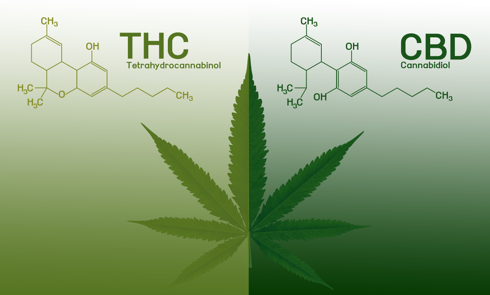 En la imagen se muestra una planta de cannabis en donde se ve reflejado en factor THC con el color verde más claro y el CBD con el color más oscuro, con un fondo gris. Todo esto para simbolizar la diferencia entre ambos componentes de la planta.