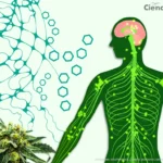 Imagen de un cuerpo humano en donde el color verde destaca sus venas y el color rosado resalta su cerebro, se muestra de color verde también la planta de cannabis y sus semillas.