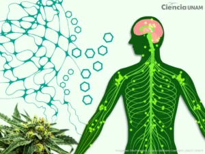 Imagen de un cuerpo humano en donde el color verde destaca sus venas y el color rosado resalta su cerebro, se muestra de color verde también la planta de cannabis y sus semillas.